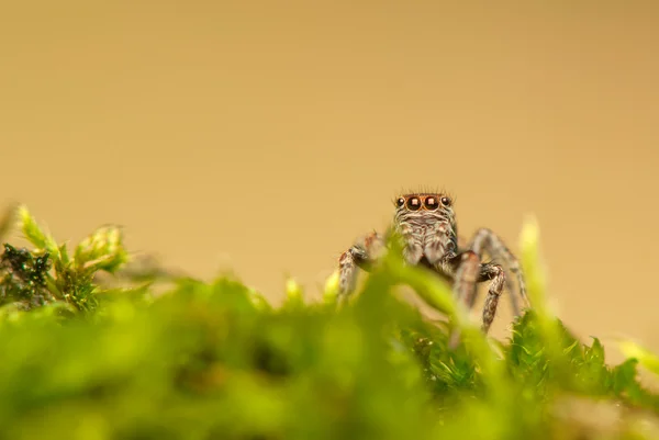 Evarcha - Araña saltadora — Foto de Stock