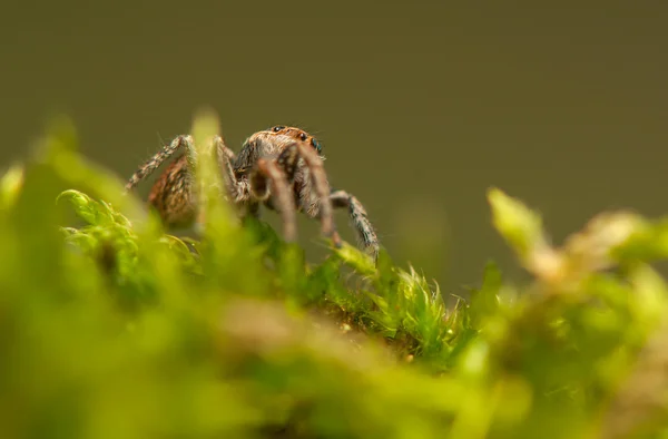 Evarcha - atlama örümcek — Stok fotoğraf