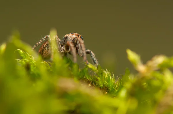 Evarcha - Aranha saltitante — Fotografia de Stock