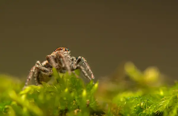 Evarcha - Araña saltadora —  Fotos de Stock