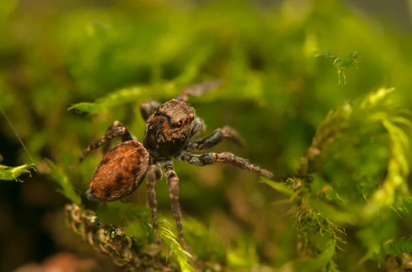 Evarcha - Aranha saltitante — Fotografia de Stock