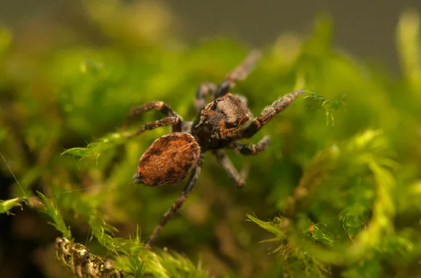 Evarcha - Araña saltadora — Foto de Stock