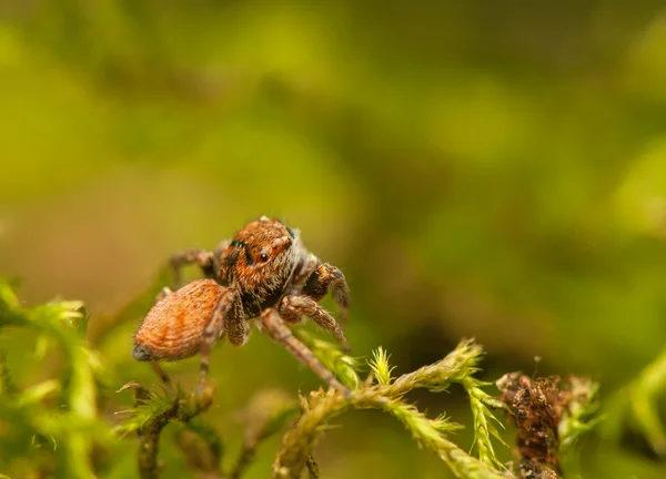 Evarcha - Araña saltadora — Foto de Stock
