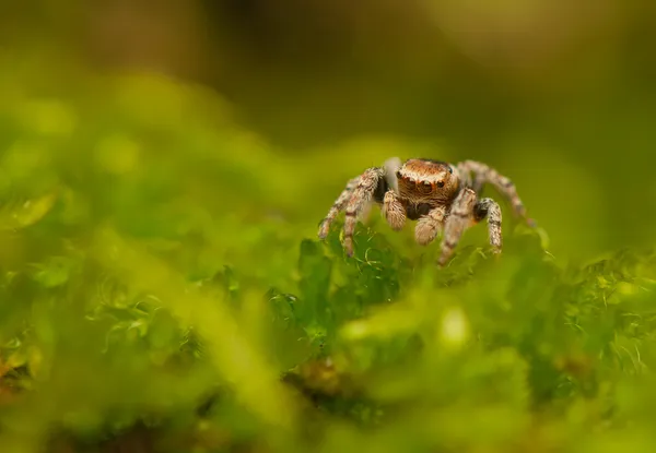 Evarcha - Araignée sauteuse — Photo