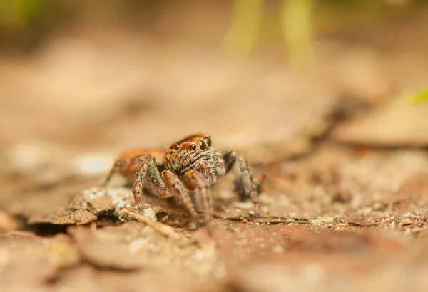 Evarcha - Araña saltadora —  Fotos de Stock