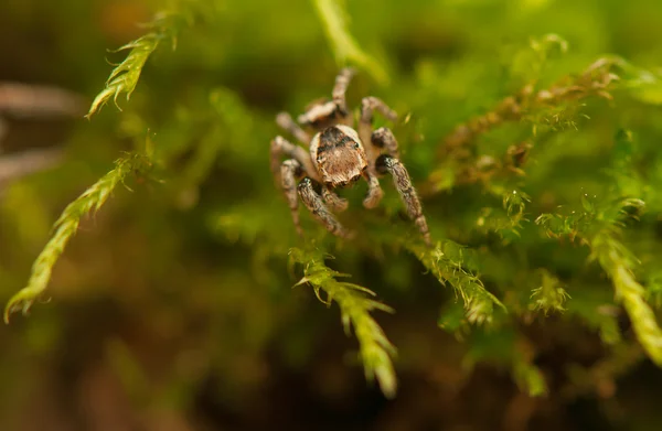 Evarcha - Aranha saltitante — Fotografia de Stock