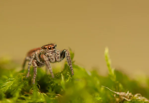 Evarcha - jumping αράχνη — Φωτογραφία Αρχείου