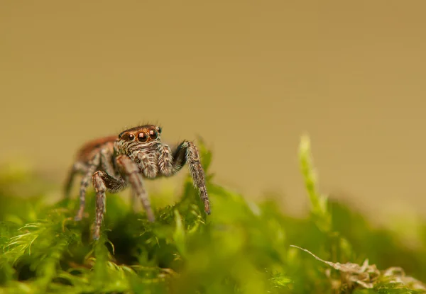 Evarcha - Aranha saltitante — Fotografia de Stock