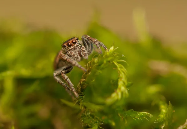 Evarcha - springende Spinne — Stockfoto