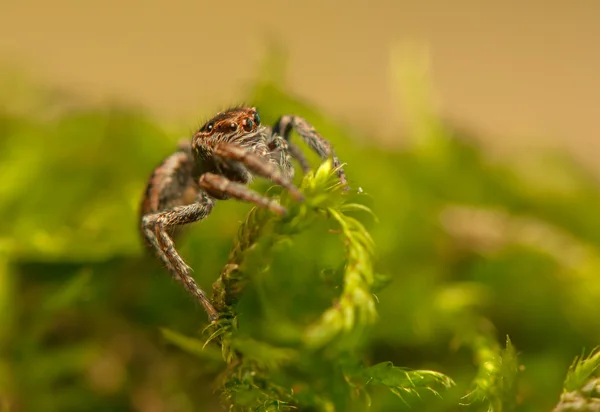 Evarcha - springende Spinne — Stockfoto