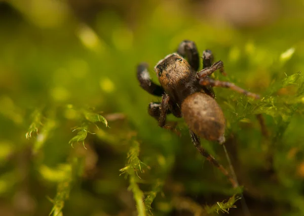 Evarcha - Araña saltadora — Foto de Stock