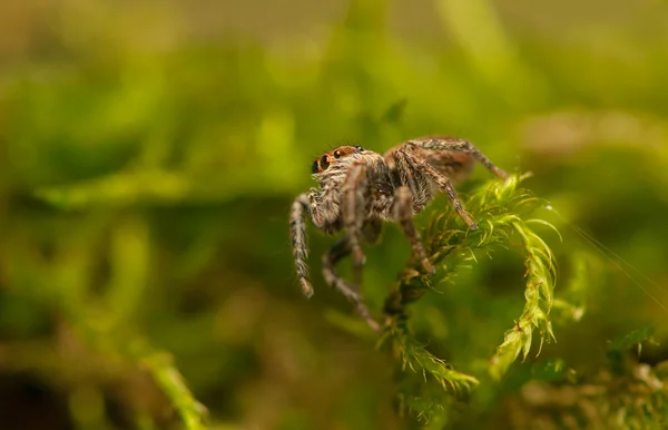 Evarcha - Aranha saltitante — Fotografia de Stock