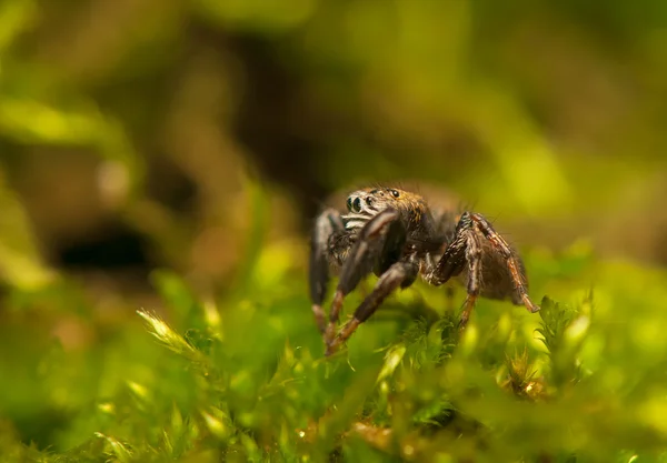 Evarcha - Araña saltadora —  Fotos de Stock