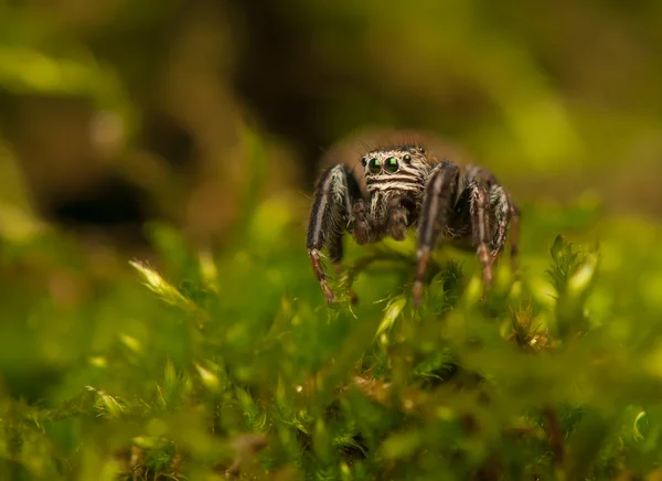 Эварча - паук-ястреб — стоковое фото