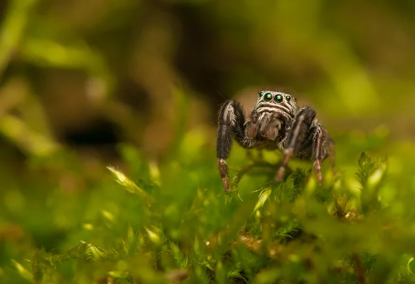 Evarcha-점프 거미 — 스톡 사진