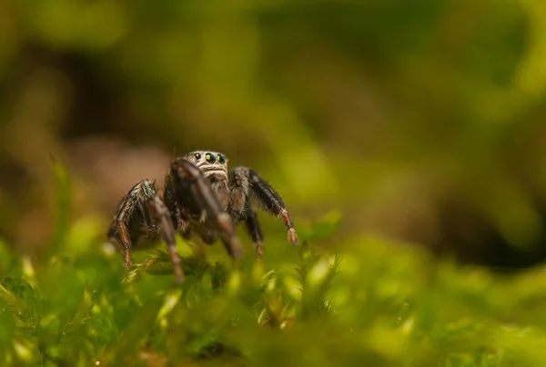 Evarcha - skákání pavouk — Stock fotografie
