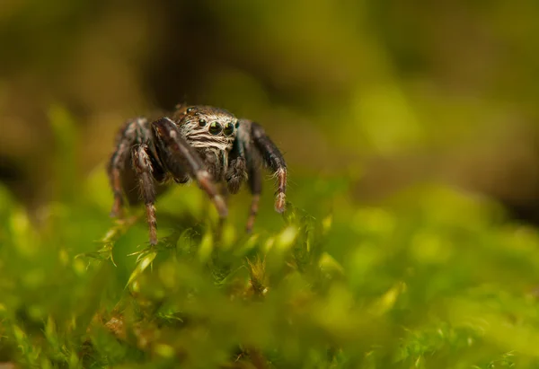 Evarcha - pająk skoków — Zdjęcie stockowe