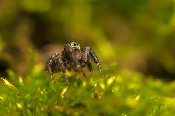 Evarcha - Jumping spider — Stock Photo, Image