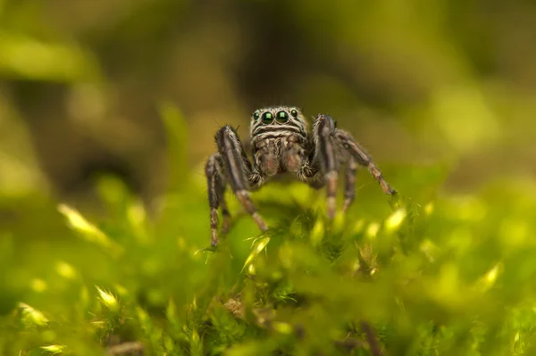 Evarcha - Aranha saltitante — Fotografia de Stock