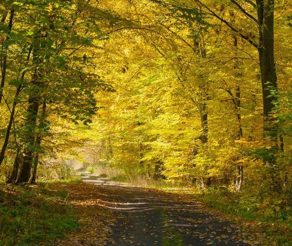 Autumn forest and road — Stock Photo, Image