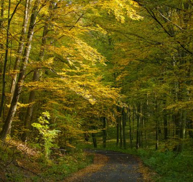sonbahar orman ve yol