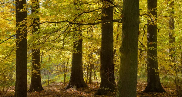 Podzimní les — Stock fotografie