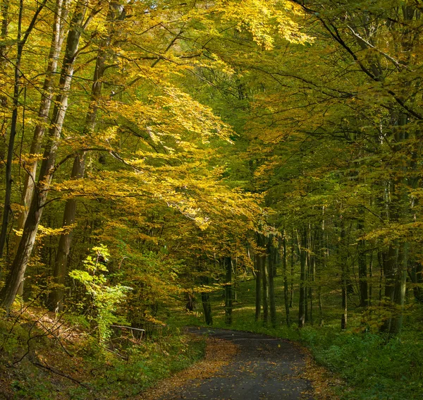 Podzimní les a silniční — Stock fotografie