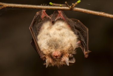 Plecotus auritus