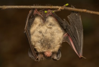 Plecotus auritus