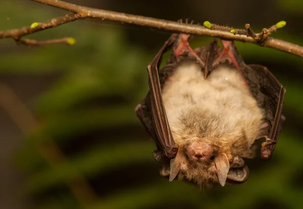 Plecotus auritus — Zdjęcie stockowe