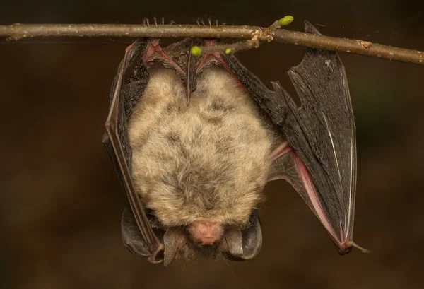 Plecotus auritus — Zdjęcie stockowe