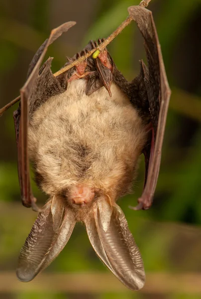 Plecotus auritus — Foto Stock