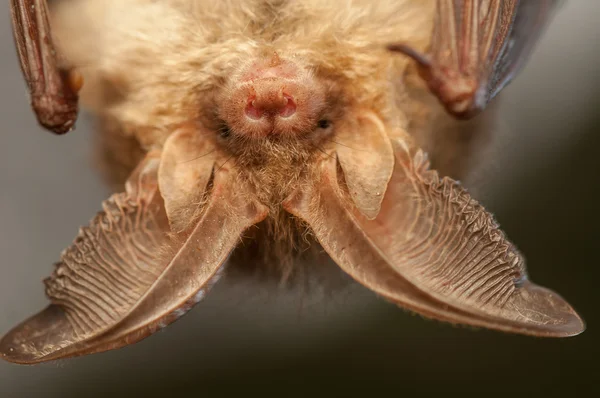 Plecotus auritus — Fotografia de Stock