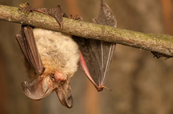 Plecotus auritus — Stockfoto