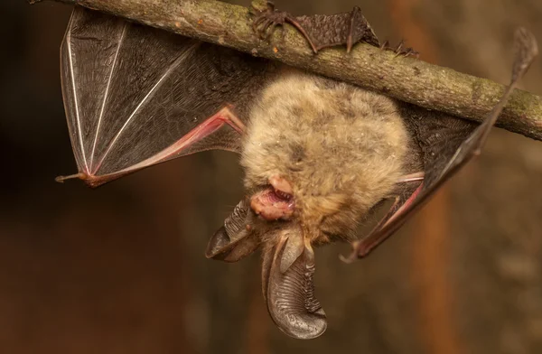 Plecotus auritus — Foto de Stock