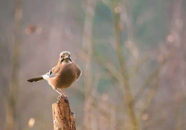 Společné jay — Stock fotografie