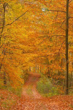 sonbahar orman ve yol