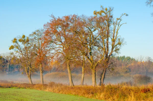 Foresta e strada autunnale — Foto Stock