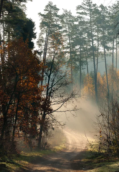 Herbstwald und Straße — Stockfoto