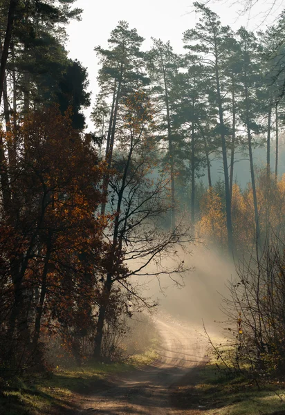 Foresta e strada autunnale — Foto Stock