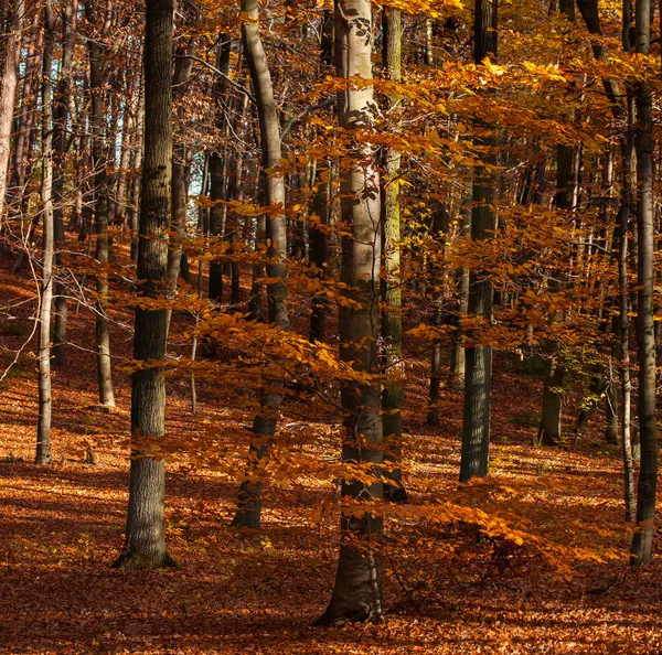 Herfstbos — Stockfoto