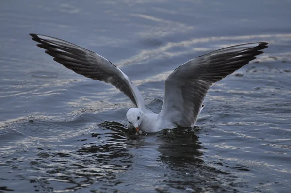 Seagull — Stock Photo, Image