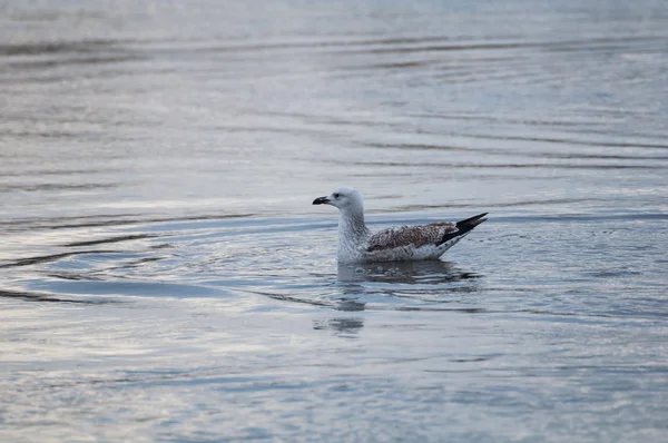 Racek - larus argentatus — Stock fotografie