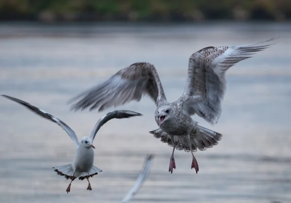 Gaviota - Larus argentatus — Foto de Stock