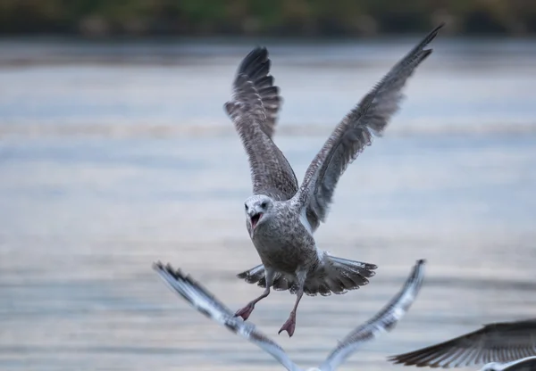 Racek - larus argentatus — Stock fotografie