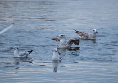 martı - larus argentatus