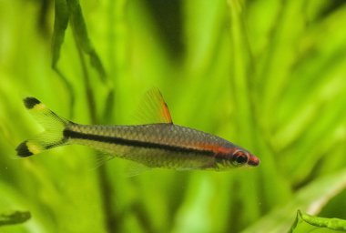 Puntius denisonii