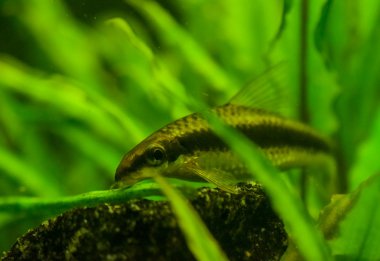 Crossocheilus siamensis