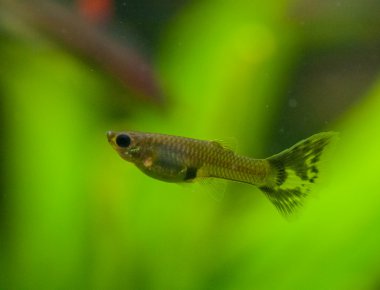 Poecilia reticulata