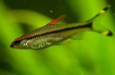 Puntius denisonii